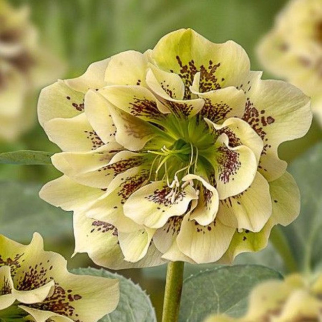 Eleboras (Helleborus orientalis) 'Double Ellen Yellow Spotted'