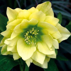 Eleboras (Helleborus orientalis) 'Golden Discovery'