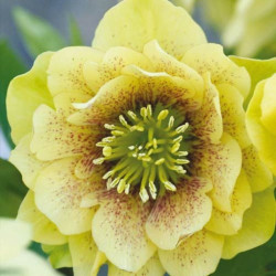Eleboras (Helleborus orientalis) 'Golden Discovery'