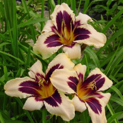 Viendienė (Hemerocallis) 'Wild Horses'
