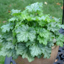 Alūnė (Heuchera) 'Lime Swizzle'