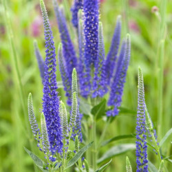 Veronika ilgalapė (Veronica longifolia)