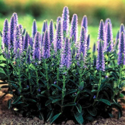 Veronika (Veronica) 'Nana Blauteppich'