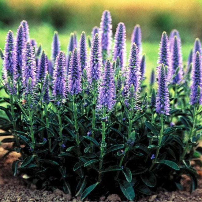 Veronika (Veronica) 'Nana Blauteppich'
