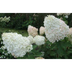 Hortenzija šluotelinė (Hydrangea paniculata) 'Phantom' medelis