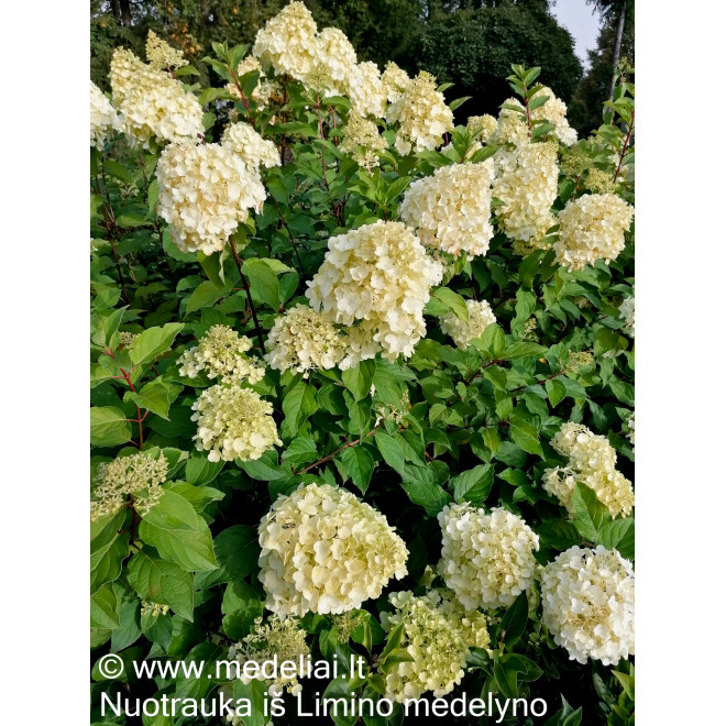 Hortenzija šluotelinė (Hydrangea paniculata) 'Polar Bear' medelis