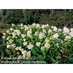 Hortenzija šluotelinė (Hydrangea paniculata) 'Polar Bear' medelis