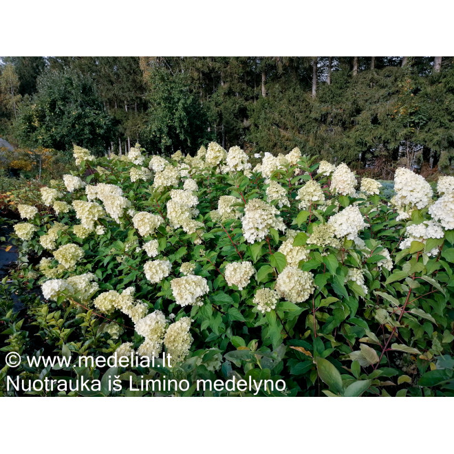 Hortenzija šluotelinė (Hydrangea paniculata) 'Polar Bear' medelis