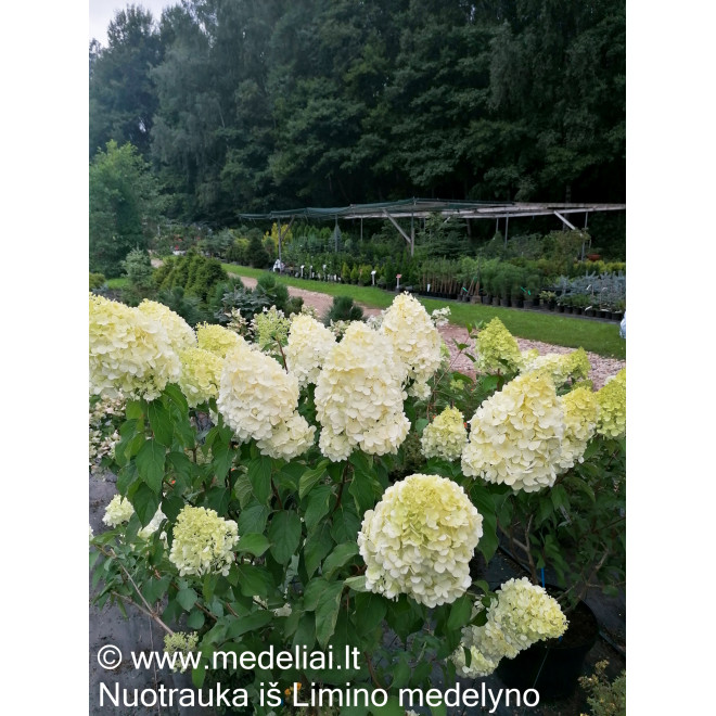 Hortenzija šluotelinė (Hydrangea paniculata) 'Polar Bear' medelis