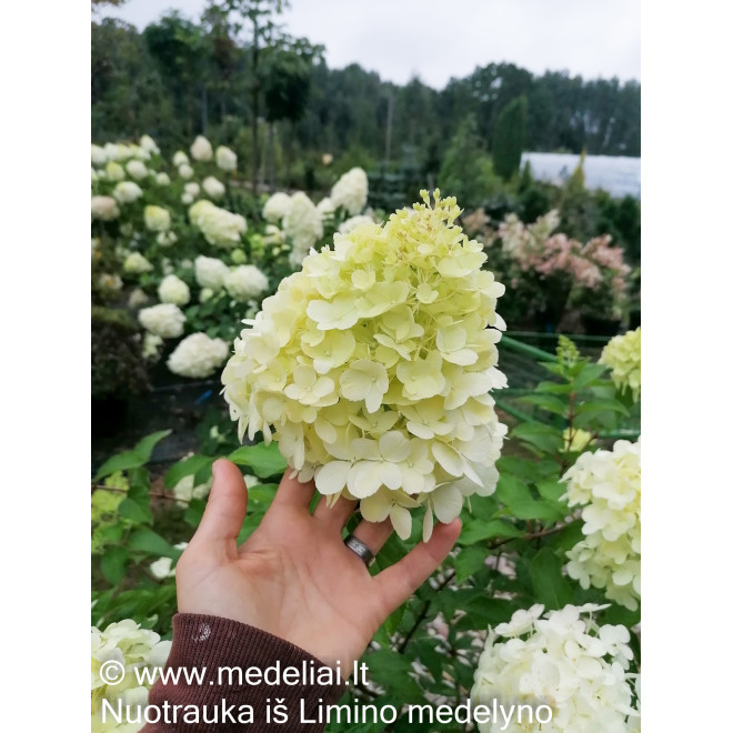 Hortenzija šluotelinė (Hydrangea paniculata) 'Polar Bear' medelis