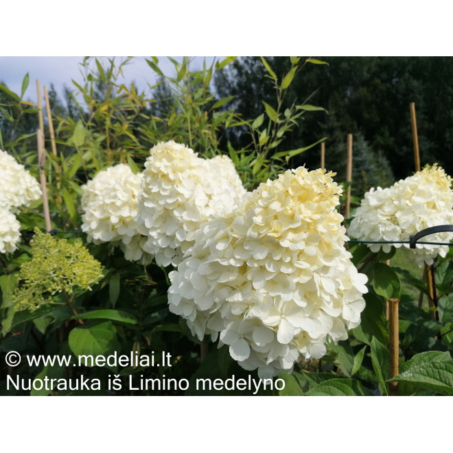 Hortenzija šluotelinė (Hydrangea paniculata) 'Polar Bear' medelis