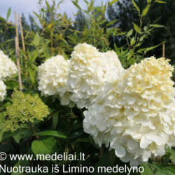 Hortenzija šluotelinė (Hydrangea paniculata) 'Polar Bear' medelis
