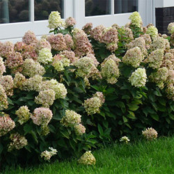 Hortenzija šluotelinė (Hydrangea paniculata) 'Magical Candle' didelis pilnas rausvėjantis žiedas