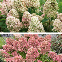 Hortenzija šluotelinė (Hydrangea paniculata) 'Magical Candle' didelis pilnas rausvėjantis žiedas