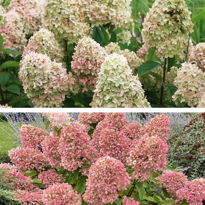 Hortenzija šluotelinė (Hydrangea paniculata) 'Magical Candle' didelis pilnas rausvėjantis žiedas