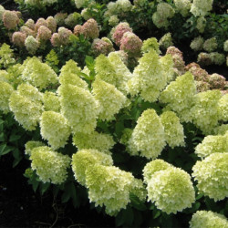 Hortenzija šluotelinė (Hydrangea paniculata) 'Magical Candle' didelis pilnas rausvėjantis žiedas