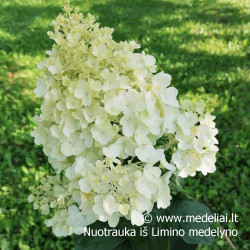 Hortenzija šluotelinė (Hydrangea paniculata) 'Magical Candle' didelis pilnas rausvėjantis žiedas