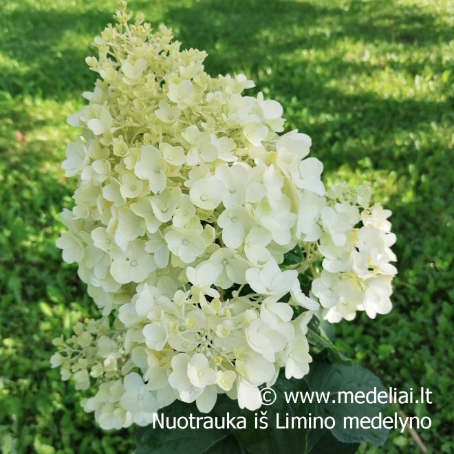 Hortenzija šluotelinė (Hydrangea paniculata) 'Magical Candle' didelis pilnas rausvėjantis žiedas