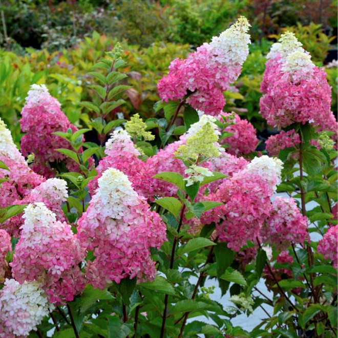 Hortenzija šluotelinė (Hydrangea paniculata) 'Fraise Melba' ryški pilno rausvėjančio žiedo