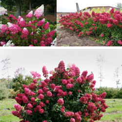 Hortenzija šluotelinė (Hydrangea paniculata) 'Fraise Melba' ryški pilno rausvėjančio žiedo