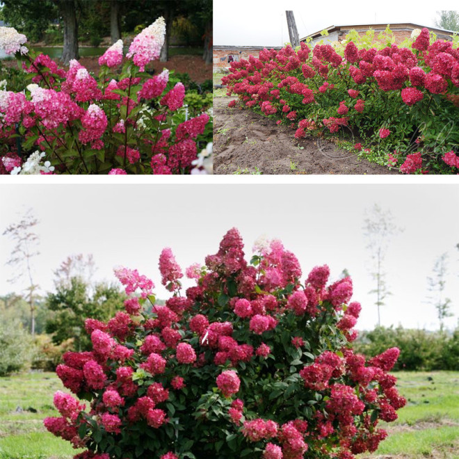 Hortenzija šluotelinė (Hydrangea paniculata) 'Fraise Melba' ryški pilno rausvėjančio žiedo