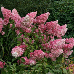 Hortenzija šluotelinė (Hydrangea paniculata) 'Vanile Fraise' rausvėjantys dideli žiedai