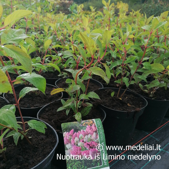 Hortenzija šluotelinė (Hydrangea paniculata) 'Vanile Fraise' medelis atspari dideli rausvi žiedai