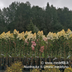 Hortenzija šluotelinė (Hydrangea paniculata) 'Vanile Fraise' rausvėjantys dideli žiedai medelis ant koto