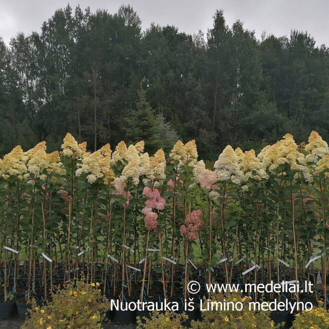Hortenzija šluotelinė (Hydrangea paniculata) 'Vanile Fraise' medelis atspari dideli rausvi žiedai