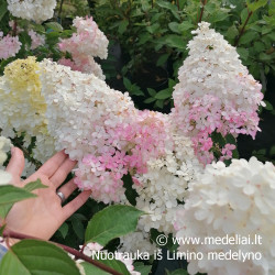 Hortenzija šluotelinė (Hydrangea paniculata) 'Vanile Fraise' rausvėjantys dideli žiedai