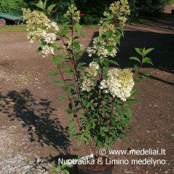 Hortenzija šluotelinė (Hydrangea paniculata) 'Vanile Fraise' rausvėjantys dideli žiedai