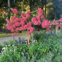 Hortenzija šluotelinė (Hydrangea paniculata) 'Vanile Fraise' rausvėjantys dideli žiedai medelis ant koto
