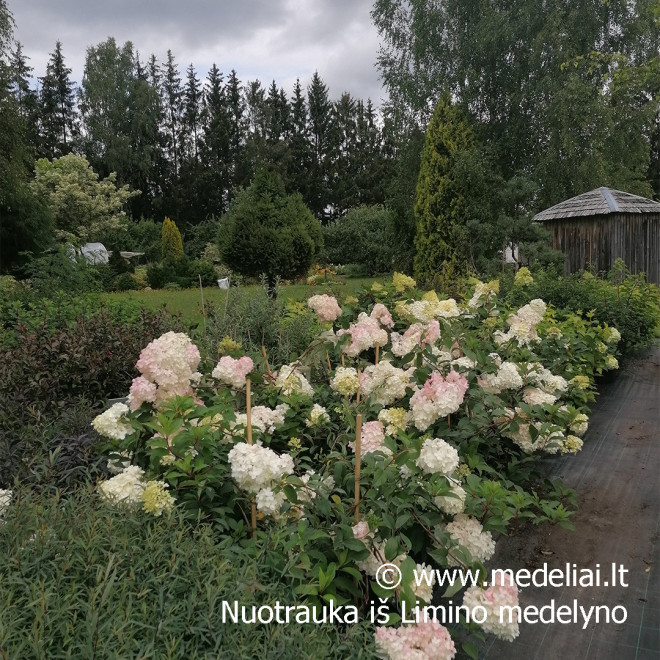 Hortenzija šluotelinė (Hydrangea paniculata) 'Vanile Fraise' medelis atspari dideli rausvi žiedai