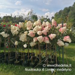 Hortenzija šluotelinė (Hydrangea paniculata) 'Vanile Fraise' rausvėjantys dideli žiedai medelis ant koto