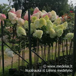Hortenzija šluotelinė (Hydrangea paniculata) 'Vanile Fraise' rausvėjantys dideli žiedai medelis ant koto