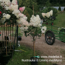 Hortenzija šluotelinė (Hydrangea paniculata) 'Vanile Fraise' rausvėjantys dideli žiedai medelis ant koto