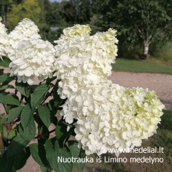 Hortenzija šluotelinė (Hydrangea paniculata) 'Vanile Fraise' rausvėjantys dideli žiedai