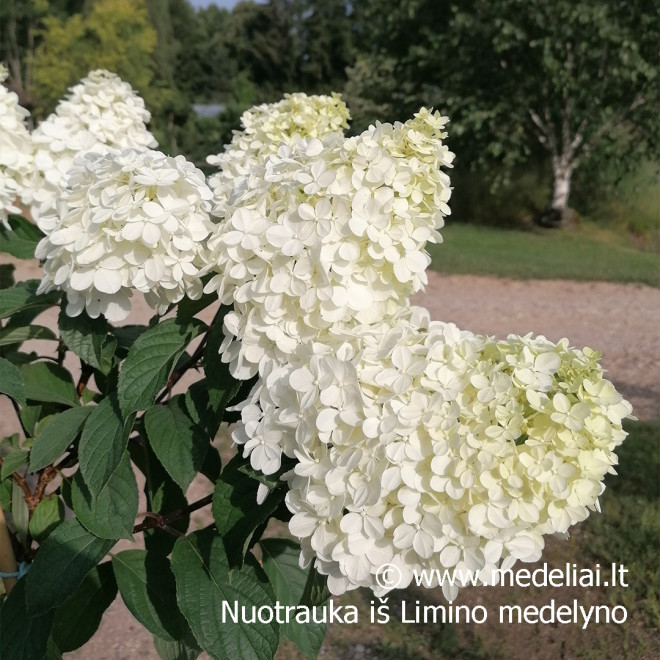 Hortenzija šluotelinė (Hydrangea paniculata) 'Vanile Fraise' medelis atspari dideli rausvi žiedai