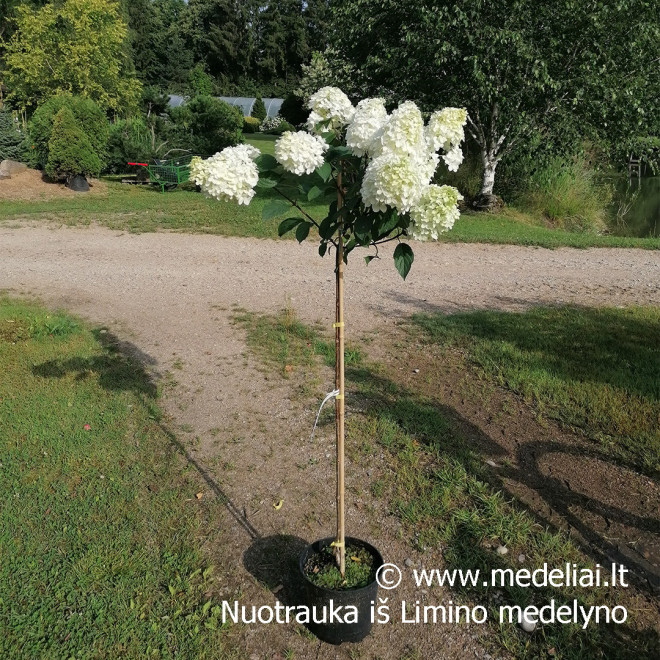 Hortenzija šluotelinė (Hydrangea paniculata) 'Vanile Fraise' medelis atspari dideli rausvi žiedai