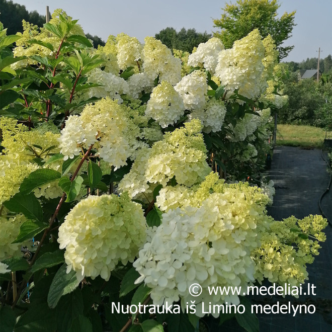 Hortenzija šluotelinė (Hydrangea paniculata) 'Vanile Fraise' medelis atspari dideli rausvi žiedai