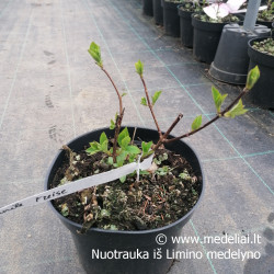 Hortenzija šluotelinė (Hydrangea paniculata) 'Vanile Fraise' rausvėjantys dideli žiedai