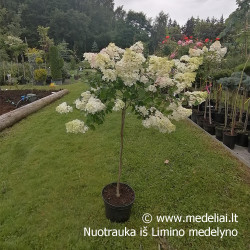 Hortenzija šluotelinė (Hydrangea paniculata) 'Vanile Fraise' rausvėjantys dideli žiedai medelis ant koto