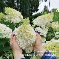 Hortenzija šluotelinė (Hydrangea paniculata) 'Vanile Fraise' rausvėjantys dideli žiedai