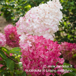 Hortenzija šluotelinė (Hydrangea paniculata) 'Vanile Fraise' medelis atspari dideli rausvi žiedai