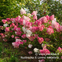 Hortenzija šluotelinė (Hydrangea paniculata) 'Vanile Fraise' rausvėjantys dideli žiedai