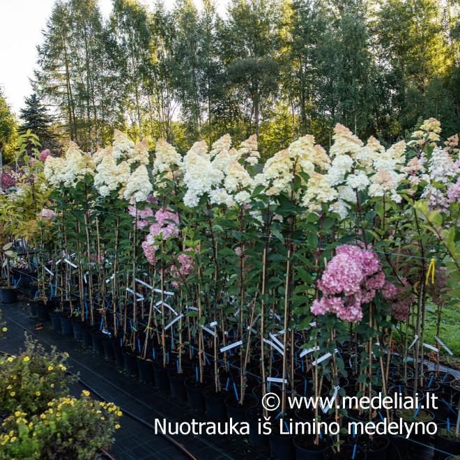Hortenzija šluotelinė (Hydrangea paniculata) 'Vanile Fraise' medelis atspari dideli rausvi žiedai