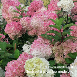 Hortenzija šluotelinė (Hydrangea paniculata) 'Vanile Fraise' rausvėjantys dideli žiedai