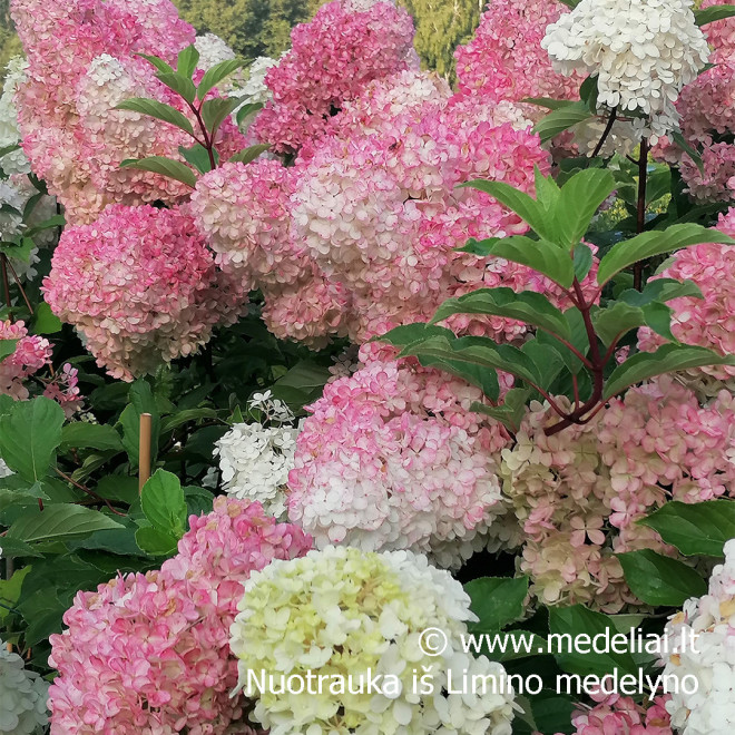Hortenzija šluotelinė (Hydrangea paniculata) 'Vanile Fraise' medelis atspari dideli rausvi žiedai