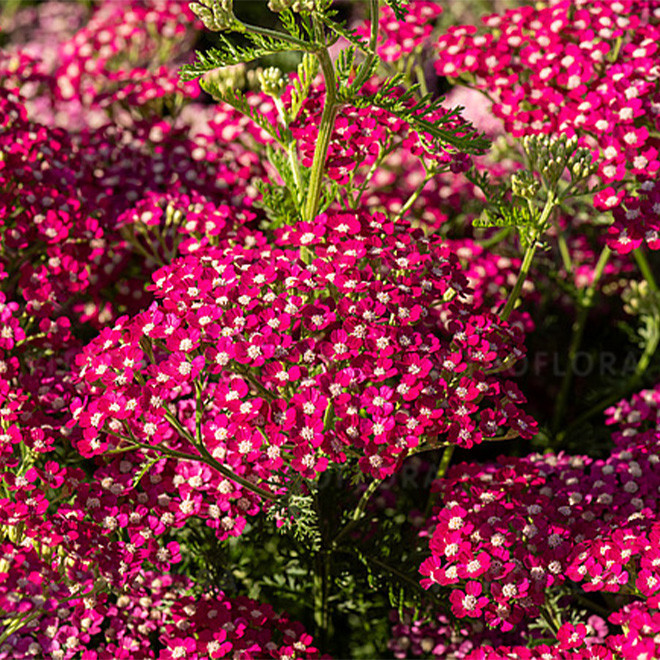 Kraujažolė (Achilea millefolium) 'Summerwine' violetiniai žiedai nereiklus pakantus sausrai