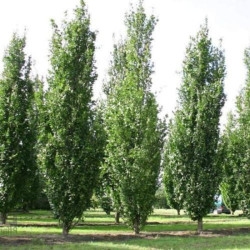 Bukas paprastasis (Fagus sylvatica) 'Dawyck'